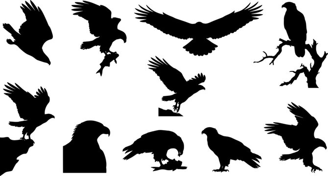 Flying eagle silhouette variety pack bundle set including birds carrying fish and perching branches
