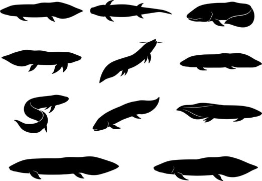 Large freshwater fish silhouettes bundle including arapaima and lungfish species variety collection set pack