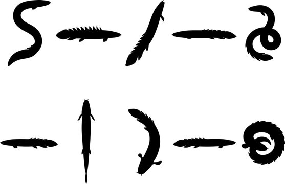 Primitive bichir fish silhouettes pack showing top and side view swimming positions variety collection bundle