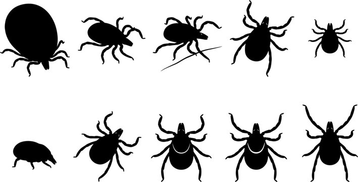 Tick parasite silhouettes set featuring various life stages and engorged states variety collection bundle