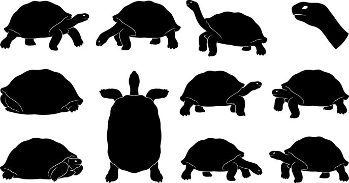 Tortoise silhouette collection showing different walking and resting positions of land turtles for nature designs