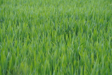Obraz premium Green rice field with tall plants swaying under the sunlight during daytime in a rural area