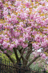 Obraz premium Beautiful pink flowering tree in full bloom during spring. Vibrant blossoms create a colorful seasonal landscape.