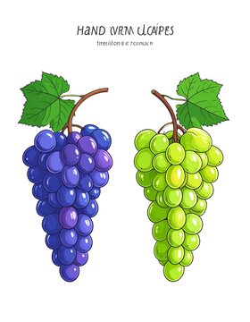 Colorful Grape Clusters Displayed Side by Side on White Background
