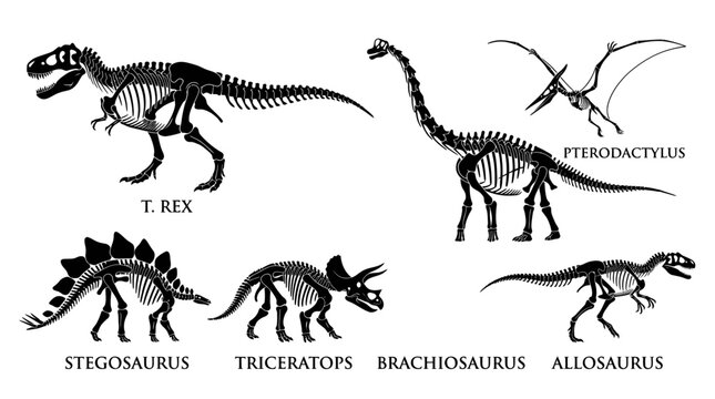 Dinosaur Skeletons Collection: T. Rex, Brachiosaurus, Triceratops, Stegosaurus, Allosaurus, Pterodactylus