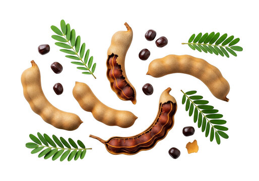 Arrangement of tamarind pods leaves and seeds on transparent background tamarindus indica tropical fruit legume