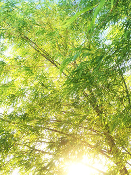 glow of bright sunlight glare through willowy tree during the golden hour