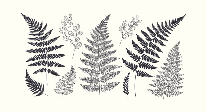 Vintage hand drawn botanical fern leaves set. Monochrome ink foliage illustration for design and art.