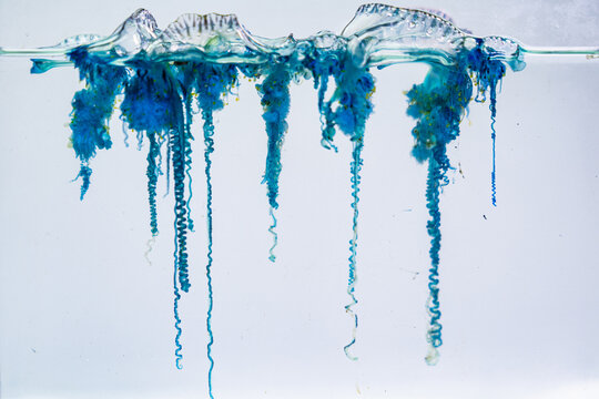 Despite resembling a jellyfish, the Portuguese man of war is a colonial hydrozoan composed of specialized organisms working together as a single unit. Dangerous Jellyfish in Tropical Waters