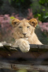 Obraz premium Lion resting with paw over wooden platform