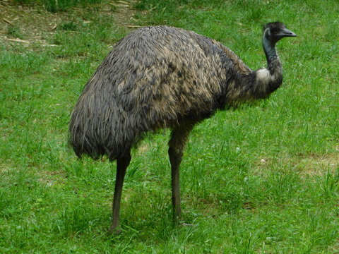 emu in the grass