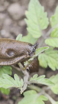 Macro video of a Spanish slug eating a tomato seedling, Arion vulgaris