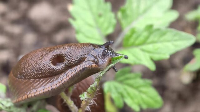 Macro video of a Spanish slug eating a tomato seedling, Arion vulgaris