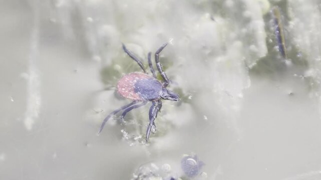 Macro video of a castor bean tick drowning in water, Ixodes ricinus