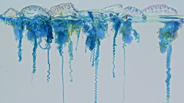 The Portuguese man of war is a venomous marine organism recognized by its colorful gas filled float and extremely long tentacles that can deliver painful stings. Dangerous Jellyfish Floating at Shore
