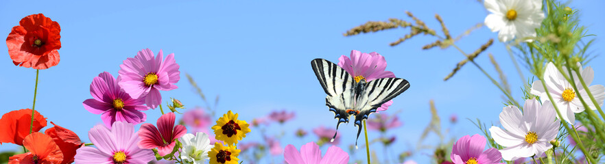Schmetterling 1502 © K.-U. Häßler