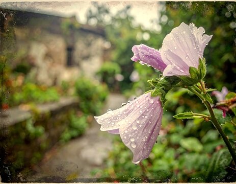 Delicate Pink Flowers Covered in Raindrops in Lush Garden Path