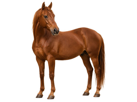 Beautiful chestnut horse standing on transparent background, full body view, majestic animal.