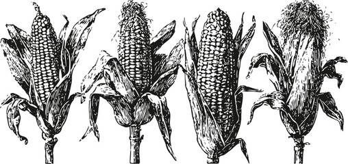 Obraz premium Four detailed vintage corn cobs with husks in different stages, botanical agricultural illustration