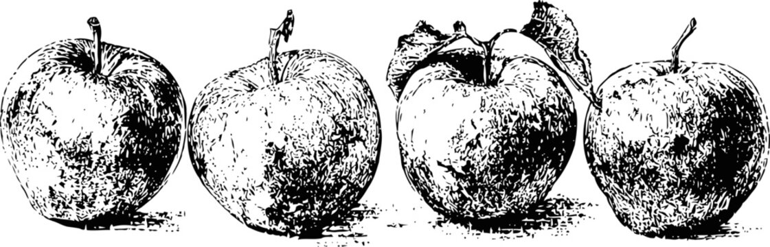 vintage engraved illustration of four apples with detailed textures on white background