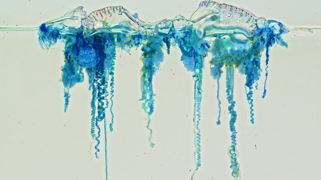 Contact with its venomous tentacles can cause severe pain, skin injuries, shock, and potentially life-threatening medical emergencies requiring immediate attention. Marine Wildlife Warning
