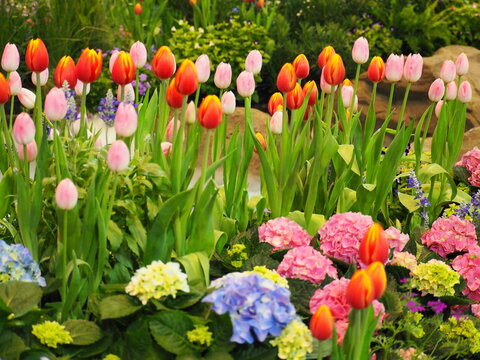 Red, pink, and orange tulips are planted alongside blooming blue and pink hydrangeas in temperate flower display area within temperature-controlled exhibition hall. other types of cold-climate flowers