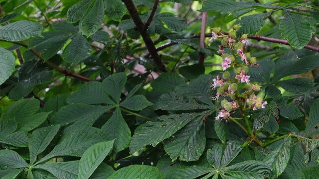 Young horse chestnut leaves and developing seed pods swaying in the wind during rainy weather