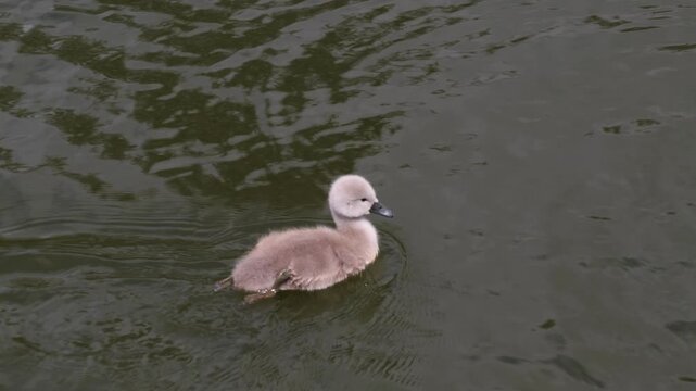Fluffy mute swan cygnet swimming on dark pond water