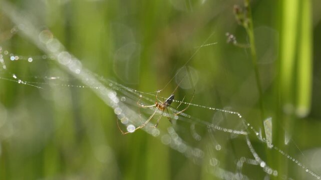 Orb Weaver Spider on Dewy Web with Tall Fescue Grass - 4K Slow Motion Shot