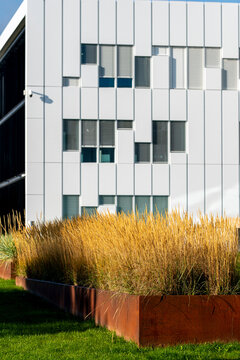 Ornamental grass grows beside metal planter and white facade, bringing urban garden texture to architecture near windows and sunlit lawn