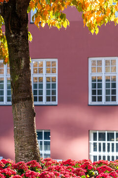 Pink facade rises behind autumn tree, flowers and white windows, creating urban garden color against residential architecture in warm daylight