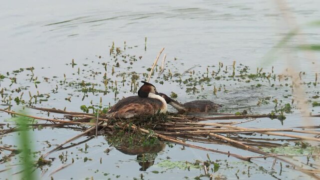 Nest of the great crested grebe birds with female on the eggs and male gathering nesting materials, Podiceps cristatus