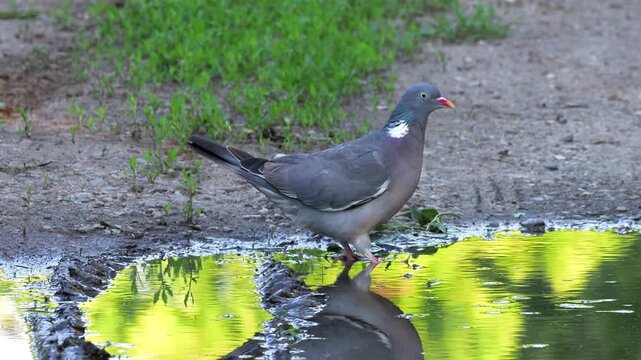 Common wood pigeon drinking water from a forest pond, Columba palumbus
