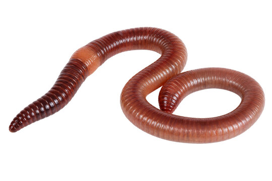 A single earthworm curled on a white background, showcasing its segmented body