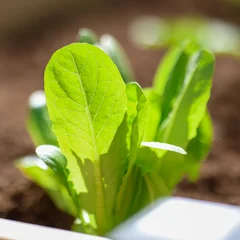 Organic romaine lettuce growing fresh in the garden. The soil is filled with nutrients to help nourish and grow this nutritious, healthy, and delicious food. Ideal for salad.   © Mat Hayward