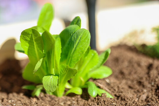 Organic romaine lettuce growing fresh in the garden. The soil is filled with nutrients to help nourish and grow this nutritious, healthy, and delicious food. Ideal for salad.  