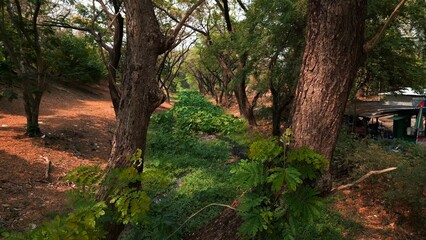 Obraz premium Overgrown canal in a wooded path with local shacks in sukhothai, thailand
