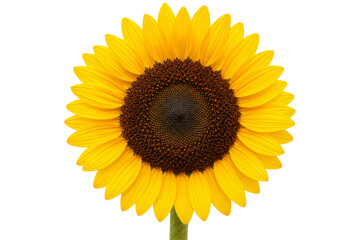 Obraz premium Bright yellow sunflower with a dark brown center against a clean white background
