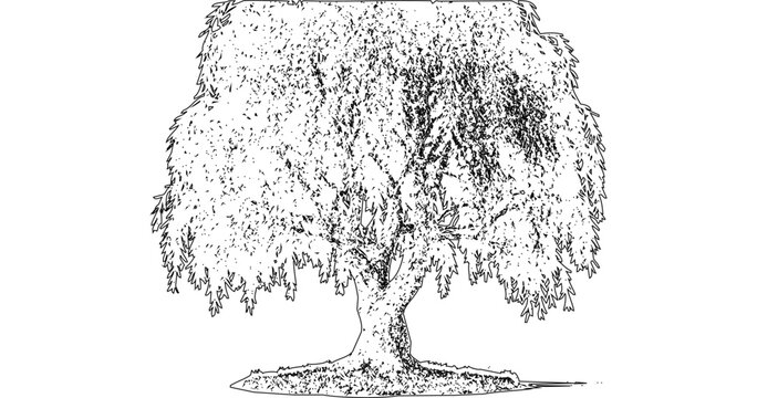 Weeping Willow Tree Line Art Drawing. Detailed Nature Sketch Graphic