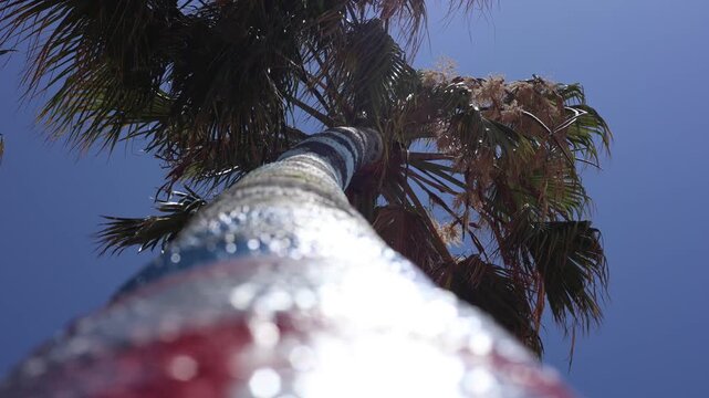 Painted Palm Tree Sways Above With Blue Sky