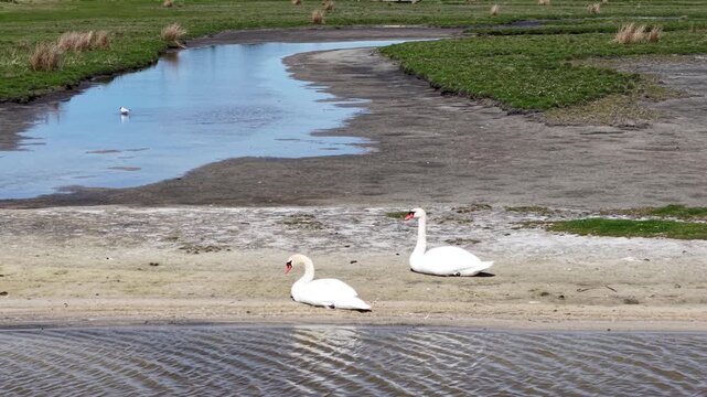 Aerial shot of two white swans resting on a beach near water wetland