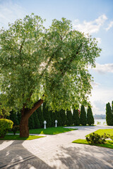 Obraz premium Sunny garden park with a path and green trees