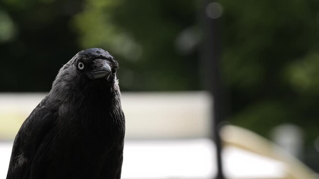 Close-up of Western jackdaw bird