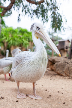 Palikan Portrait