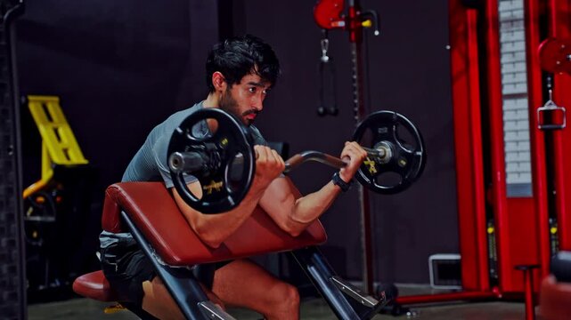 Fitness gym workout weightlifting barbell bicep curl athletic muscular strength training, male athlete seated preacher bench performing intense barbell curl with weight plate in modern gym setting
