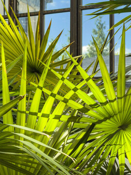 Fronds of Florida thatch palm (binomial name: Thrinax radiata) crisscross in sunlight near windows of a garden conservatory, for horticultural motifs of climate control, proximity and pattern