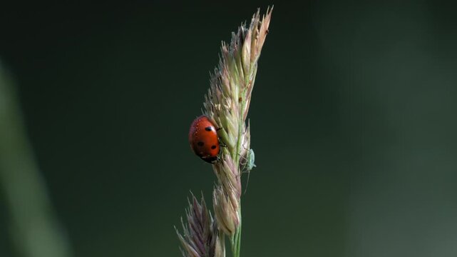 Ladybug and Green Aphid on Tall Fescue Grass - 4K Wildlife Slow Motion Shot