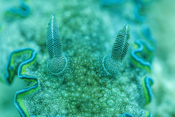 Sea snail @ Komodo Island, Indonesia © Travel Tips Stories