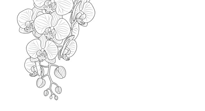Elegant black and white line art illustration of a lush bunch of orchid flowers and buds cascading from the top corner on a white background.