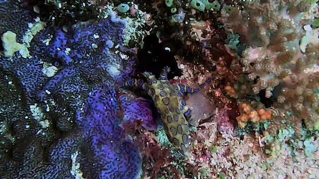 Blue ring octopus @ Komodo island, Indonesia